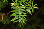 Carolina hemlock